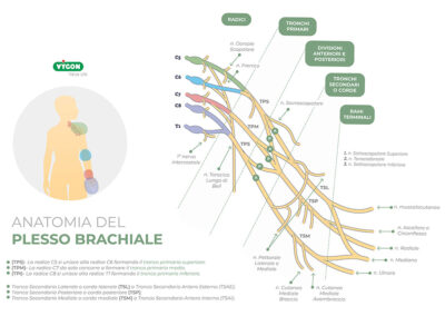 Anatomia del plesso brachiale