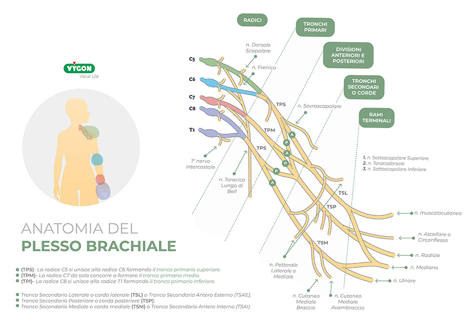 Anatomia del plesso brachiale